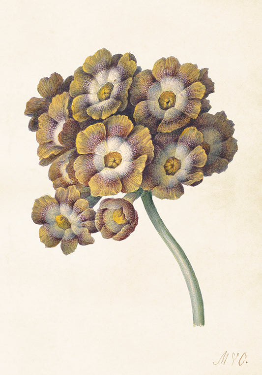 PÓSTER 35 x 50 cm Primula